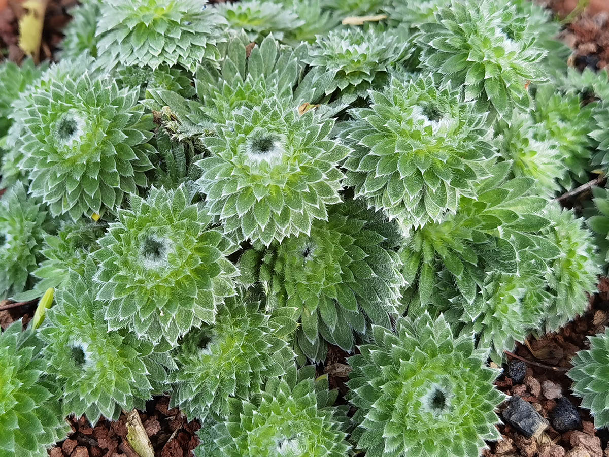 Androsace sarmentosa